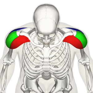 Les muscles des deltoïdes antérieurs (en rouge) sont très sollicités pendant les pompes