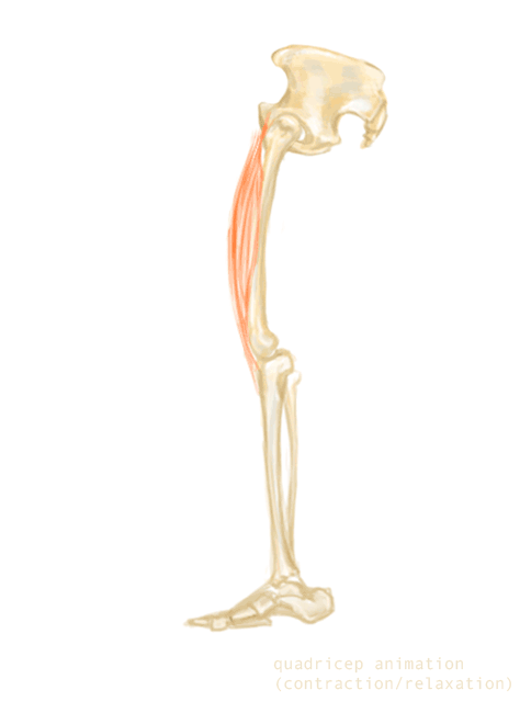 Le quadriceps est le principal muscle sollicité par le squat